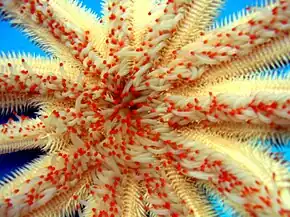 Face orale d'une Luidia magnifica : on voit bien les pieds ambulacraires (ou podia, à bout rouge) et la bouche au centre.