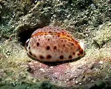 Porcelaine lynx (Lyncina lynx)