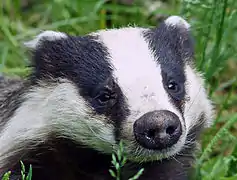 Blaireau européen  (Meles meles).