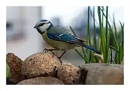 Mésange bleue se nourrissant sur une boule de graines.