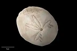 Eupatagus flindersi.