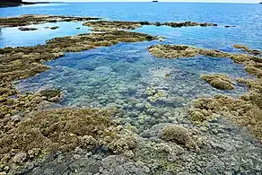 Le récif corallien découvert, à marée basse (îlot M'Bouzi).