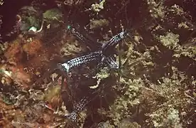 Maasella edwardsi, un Paralcyoniidae