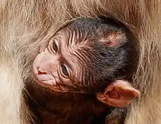 Un petit macaque de Barbarie dans le Vogelpark Steinen (de) en Allemagne.