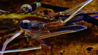 Aquarium du palais de la Porte-Dorée