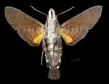 Vue ventrale (coll.MHNT)