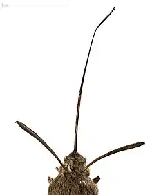 Macroglossum : littéralement : Longue langue