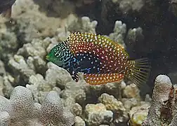 Une girelle-diamant (Macropharyngodon bipartitus) en phase initiale