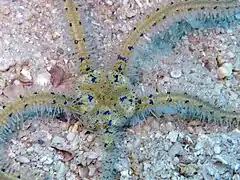 Macrophiothrix belli