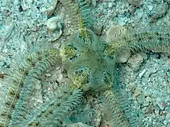 Macrophiothrix koehleri