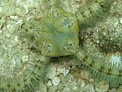 Macrophiothrix leucosticha