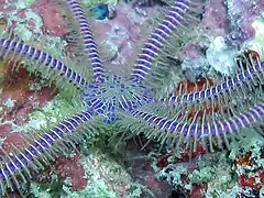 Macrophiothrix nereidina