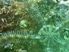 Macrophiothrix propinqua