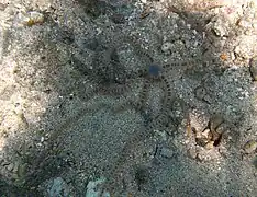 Macrophiothrix cf. robillardi