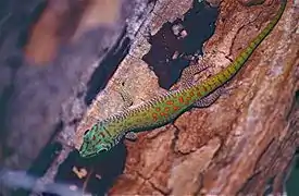 Phelsuma kochi