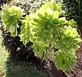 Aeonium arboreum