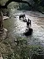 Toilettage des éléphants dans la rivière Mae Taeng
