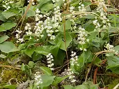 Maïanthème à deux feuilles.