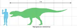 Majungasaurus, très proche parent d'Arcovenator, avait une taille identique à son cousin : un peu moins de 7&nbsp;mètres.