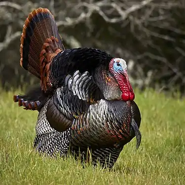Meleagris gallopavo (Galliformes).
