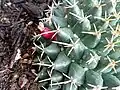 Fruits de Mammillaria magnimamma