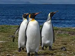 Des manchots à l'anse du Pacha, sur la Grande Terre des Kerguelen.