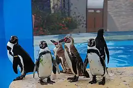 Manchots de Humboldt.