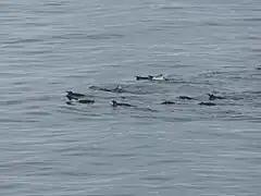 Manchots papous nageant en groupe. Les oiseaux nagent une sorte de brasse coulée et adoptent une formation triangulaire.