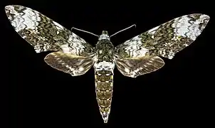 Avers du mâle (coll.MHNT)