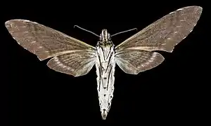 Revers du mâle (coll.MHNT)