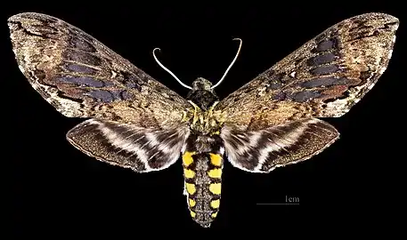 Avers de la femelle Coll. MHNT