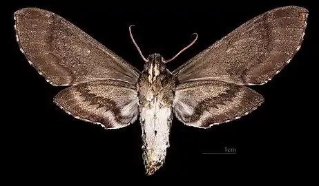 Revers de la femelle Coll. MHNT