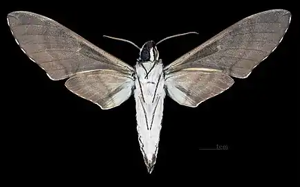 Revers de la femelle  (coll.MHNT)