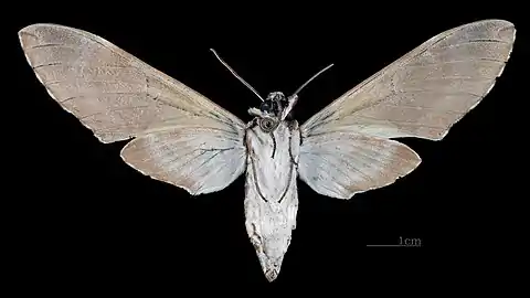 Manduca lefeburii bossardi Revers  (coll.MHNT)