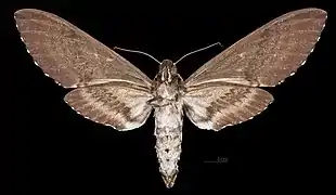 Femelle revers (Coll. MHNT)