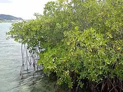 Rhizophora mangle, dans la mangrove du Petit Îlet Duprey.