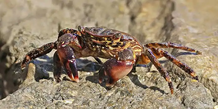 Pachygrapsus marmoratus