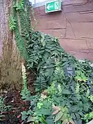 Aspect au sol, cultivée au Jardin botanique de Berlin.