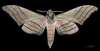 Marumba cristata titan ♂ △ MHNT