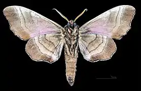 Marumba gaschkewitschii carstanjeni revers du mâle (coll.MHNT)