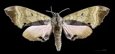 Marumba gaschkewitschii echephron ♀ MHNT