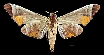 revers de la femelle(coll.MHNT)