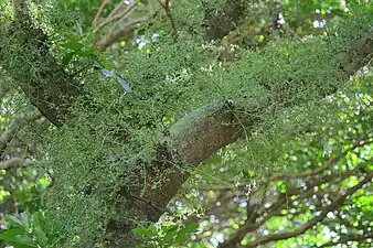 Tronc d'arbre portant des rameaux de fleurs.