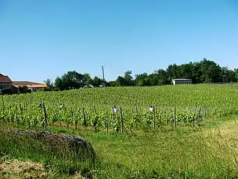 AOC Pacherenc-du-vic-bilh.