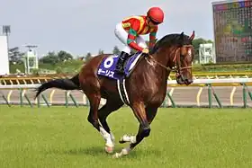 Image illustrative de l’article Maurice (cheval)