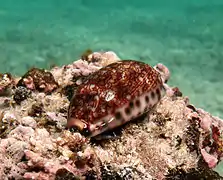 Porcelaine arabe (Mauritia arabica)