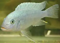 Spécimen mâle "jeune"/adulte