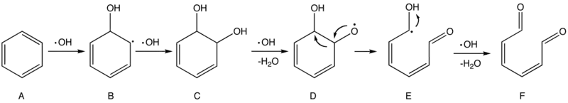 Hypothèse de mécanisme pour l'oxydation du benzène par les radicaux hydroxyle.