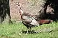 Dindon sauvage.