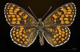 Vue dorsale d'un mâle